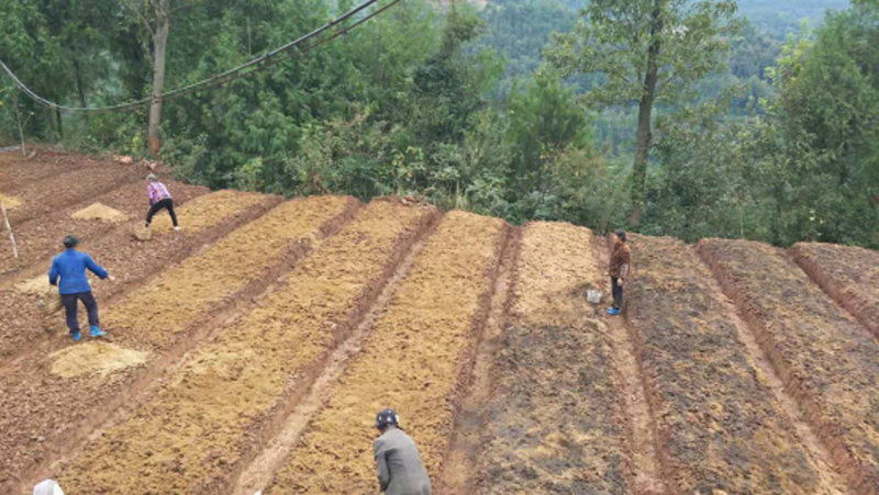 平昌县天之福农业科技资料（10.28-11.4) 做奖牌以及专题报道932.png