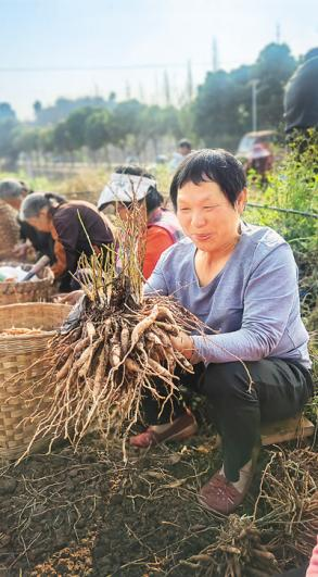 天草润东：内江天冬的璀璨篇章，领航中医药大健康产业